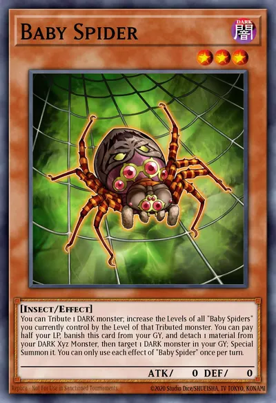 Baby Spider